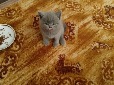Продаются котята