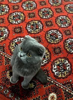 Scottish Fold, sotiladi!