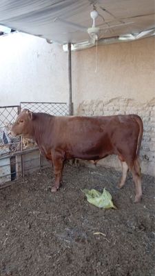 Buqa sotiladi……..