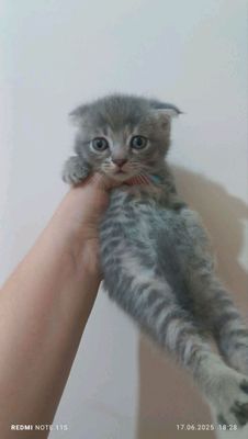 продается котенок от правильной вязки. девочка.