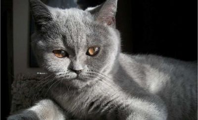Скоттиш страйт продаётся