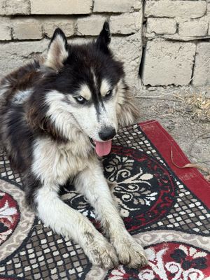 хаски сотилади