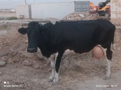 Ona bola sigirlar 2 ta