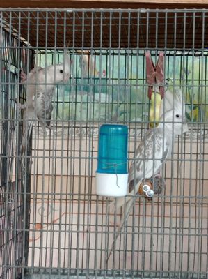 Продается корелла