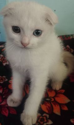 Scottish fold mushuk sotiladi