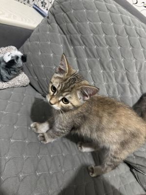 Котенок девочка шиншилы