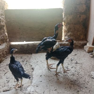 Dakan horoz va tovuq abmen