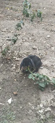 Quyon baran juft yaxshi parvarish qilingan 7/8 ойли Пара Донаси 500 0