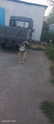 Itlar 1para sotiladi