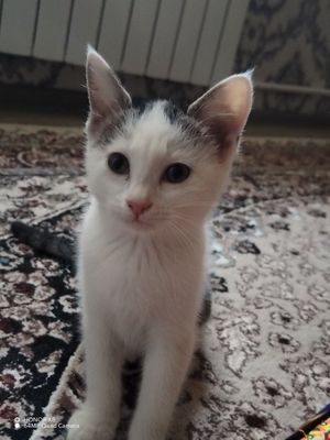 Отдадим котят в добрые руки