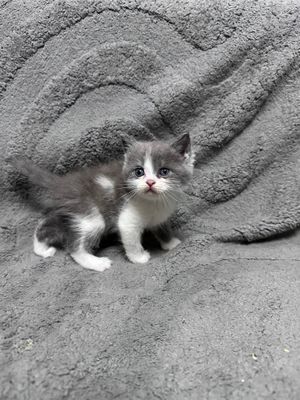 Котята скоттиш страйт