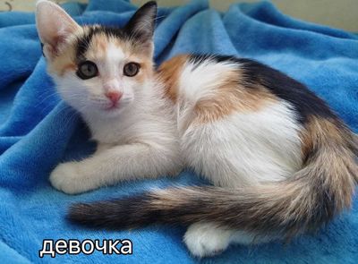 Котята девочка 2 месяца