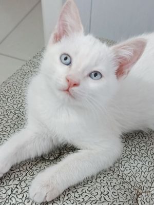 Котик милый голубые глазки