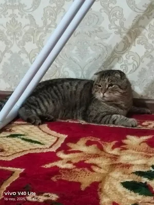 мушу пародаси вислоуха