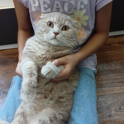 Здоровый спокойный котик