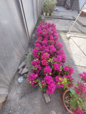 Bugenvilliya gulli