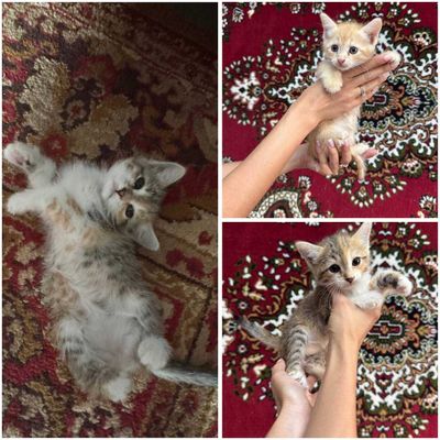 Котята в добрый руки