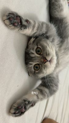 Продается Котенок 6 месяцев