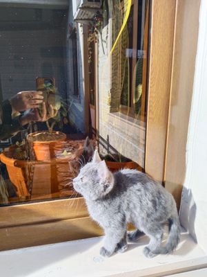 British shorthair