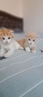 продаются котенки вислоухие и породистые
