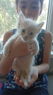 Молочный котёнок 1,5 месяца