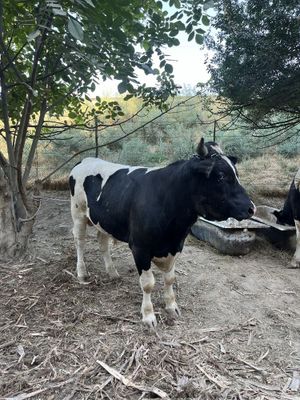 Novos sotiladi 1 yoshli 350,400kg