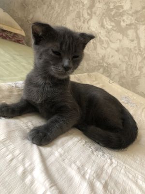 Британский муши тоза