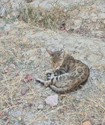 Кошка Бенгальская