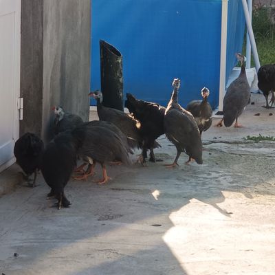 Sesarkala va ĝozlar sotiladi, kelishtirib beriladi