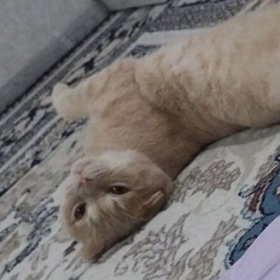 Mushuk skontch folt judayam aqilli odamlarni yaxshi kuradi