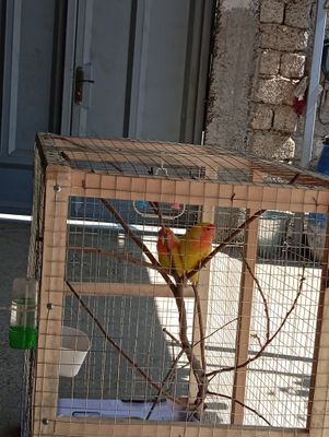 Продам пару неразлучников
