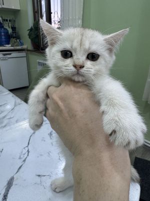 Продается скотиш страйт. Серебриста шиншилла. Девочка