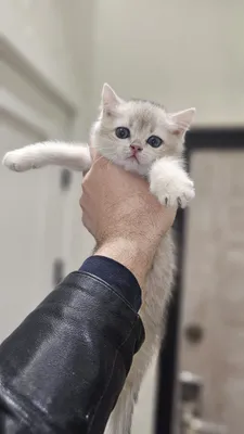 Британская золотая шиншила продаётся