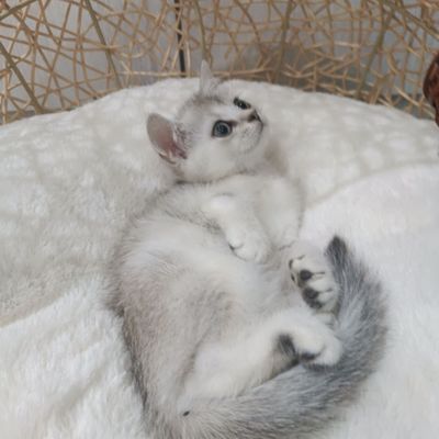 Продаётся девочка серебристые шиншилла