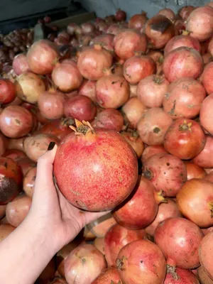 Анор сотилади оптом