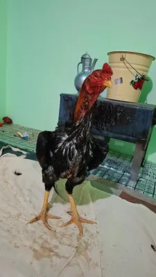 Хуроз сотилади 200$ кизигиши борлар