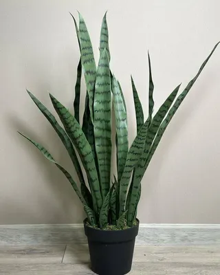 Продаю цветок сансивиерия Цена договорная