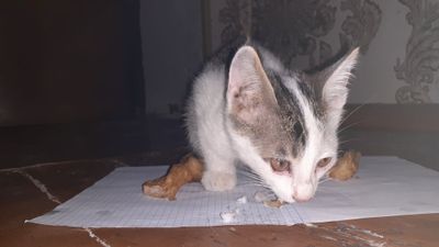 Маленькая нежная