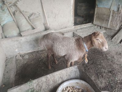 Qoʻchqor sotiladi zotga denglarga