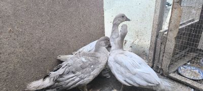 Германский индоутка Нархи донасига