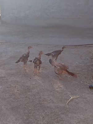 Xòrozlar urishadigan zotdor