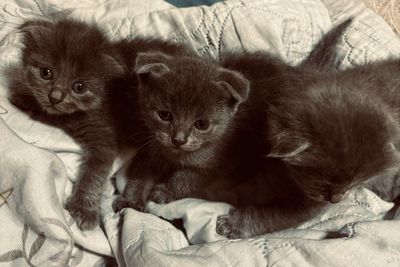 Шотландские вислоухие котята