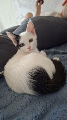 Кошка в добрые руки