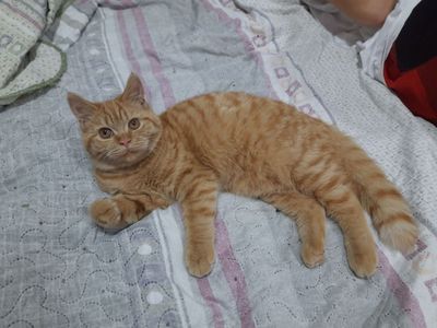 Скоттиш страи́т рыжая кошка, бело рыжий и шоколадный котики.