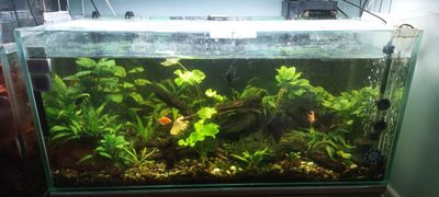 Akvarium sotiladi