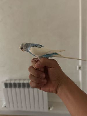 Ручной волнистый кайтадиган