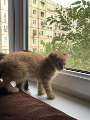 Вислоухие котята