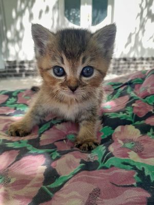 Мушук сотилади шиншила