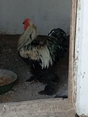 Питух брама молодой