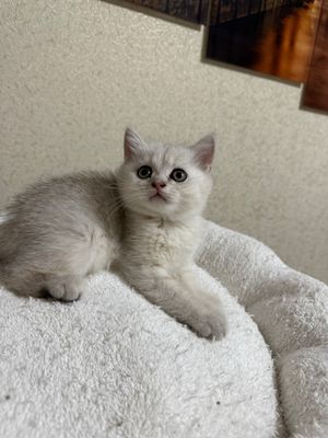 Продаются серебристые шиншилы